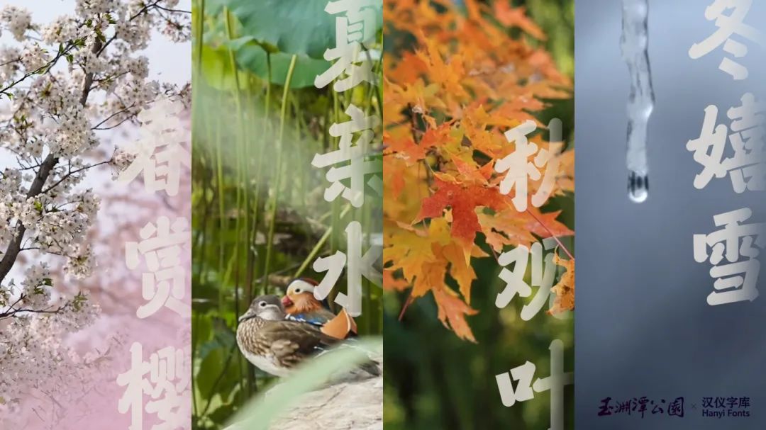 汉仪x玉渊潭联名字体 | 玉渊潭畔，墨舞樱姿